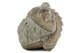 Bargain, Enrolled Asaphus Trilobite - Russia #363244-2